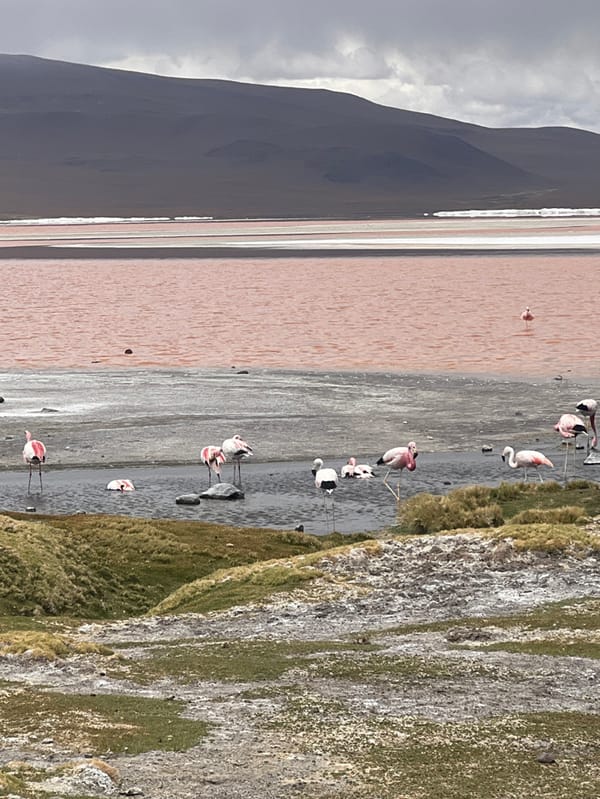Pink lake with flamingos observed in remote Bolivian highlands