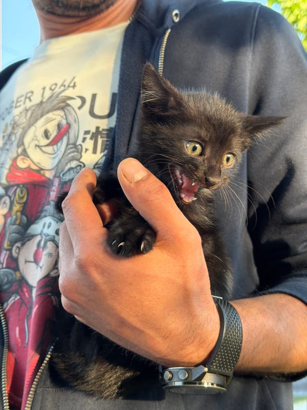 Quiet moments with cats and roses in Russian town
