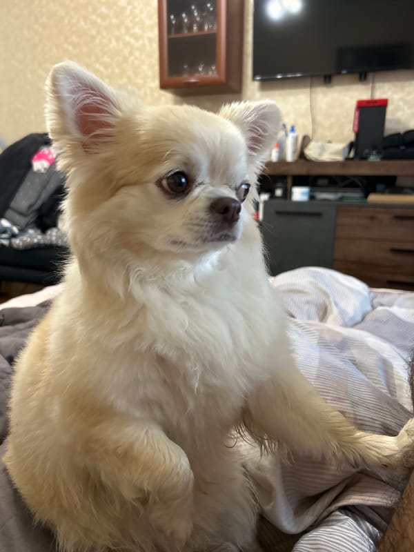 Long-haired Chihuahua gets treats and attention at home