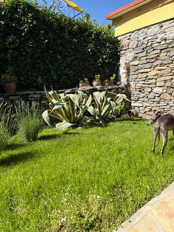 Grey dog relaxes in residential garden setting