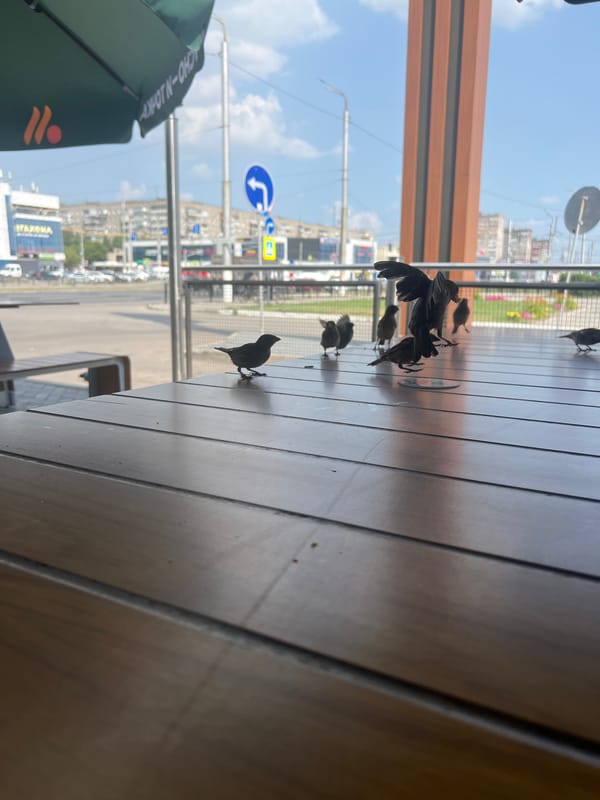 Feeding bold little birds french fries at a Magnitogorsk cafe