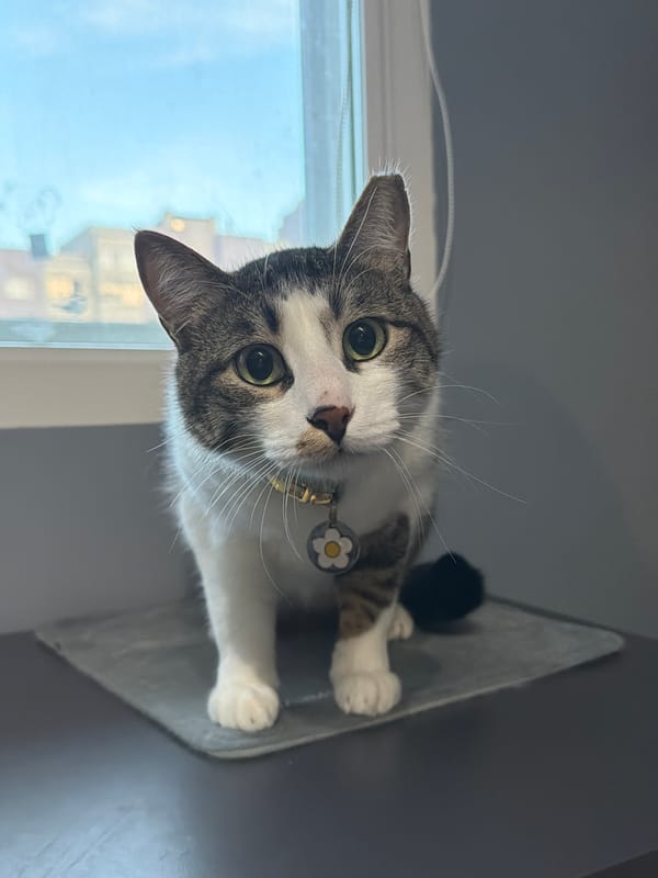 Collared cat rests indoors in Burgas apartment
