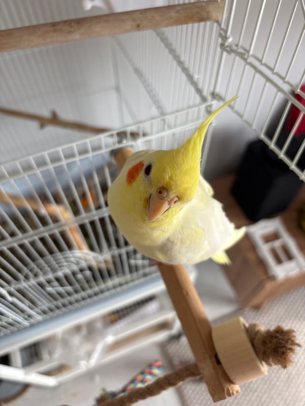 Pet cockatiel and bird figurines observed in Krasnoyarsk home