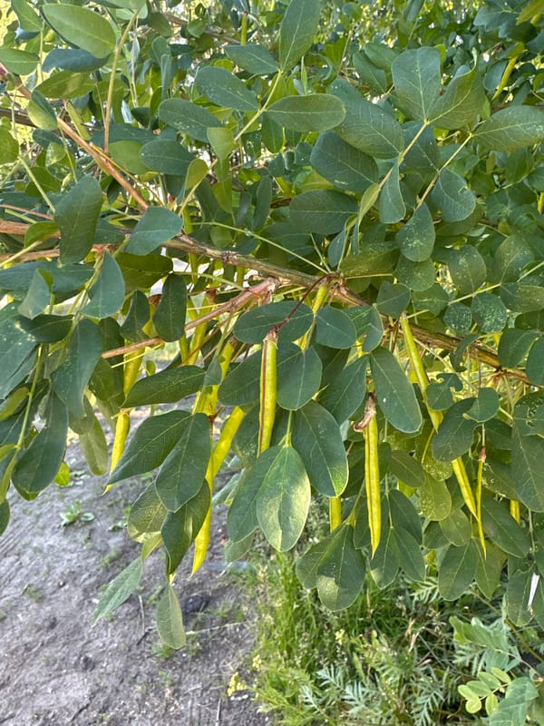 Summer nature walk through the greenery of Severodvinsk