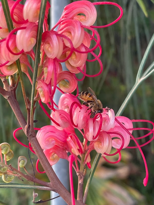 Honeybee forages on pink Grevillea flowers in Zikhron Yaakov