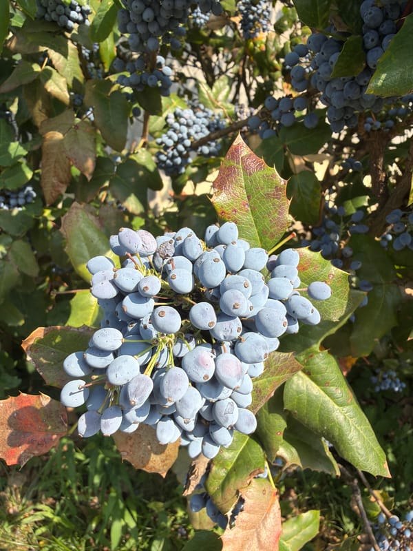 Afternoon walk: flowers, selfies, and street scenes