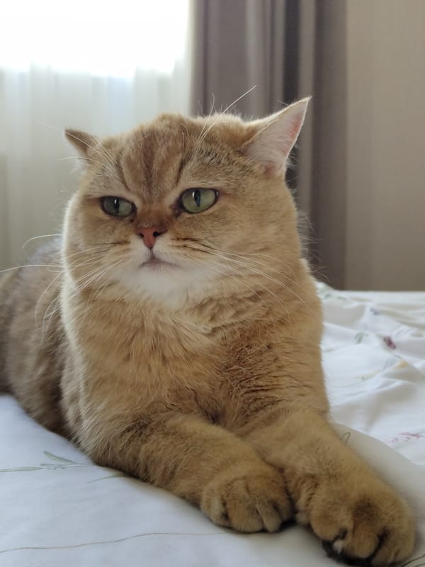 Golden British Shorthair cat relaxing on white bedding in Krasnodar