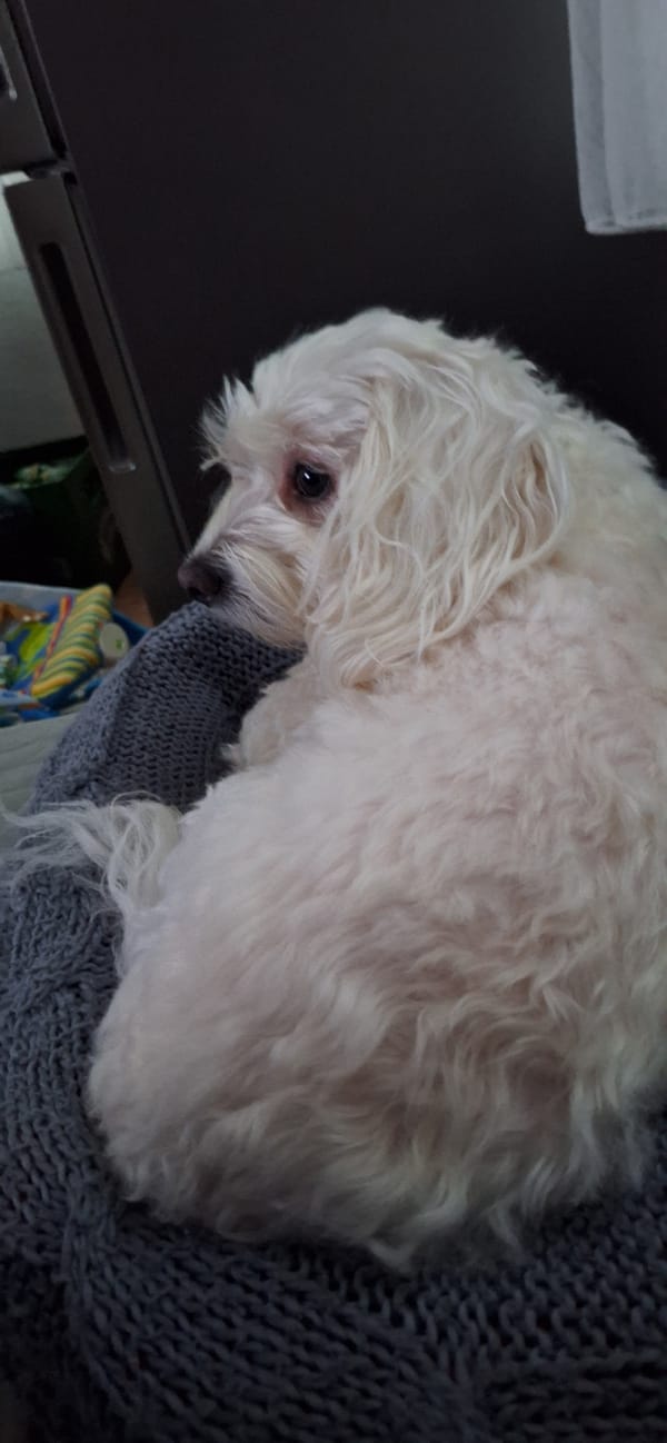 Quiet afternoon moments with dog and wine in Blagoevgrad