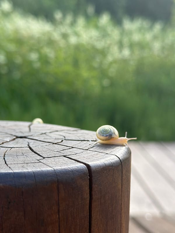 Snail on a post, ducks by a stream — Perm summer