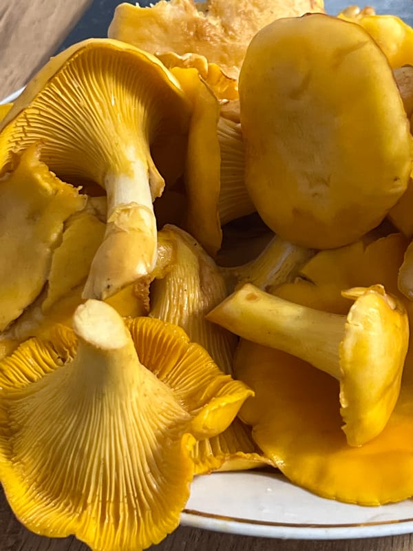Chanterelle haul and evening stroll in Chaikovsky