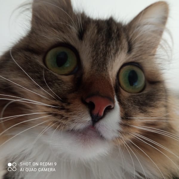 Close-up cat photograph captured by witness shows mixed-color feline