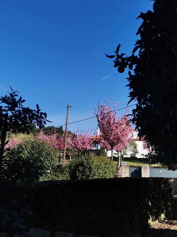 Quiet afternoon moments captured across Vila Real neighborhoods