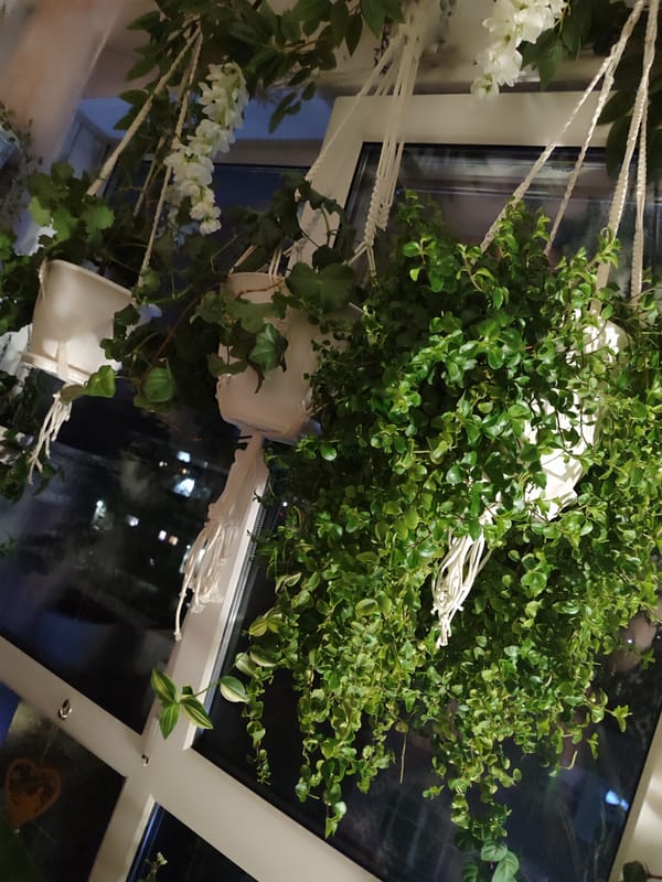 Indoor plant collection documented in Kotlas home