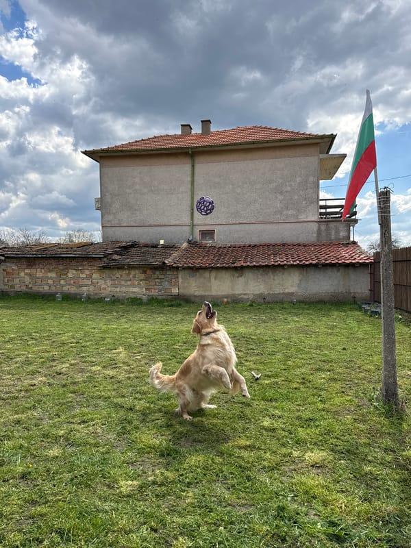 Golden retriever groomed and exercised in Bulgarian residential yard