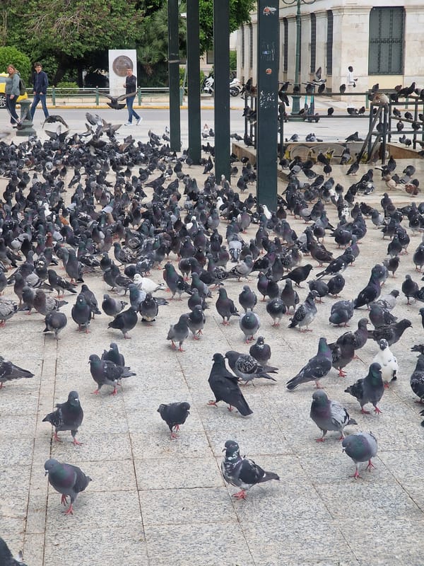 Large pigeon flock gathers in Athens public square