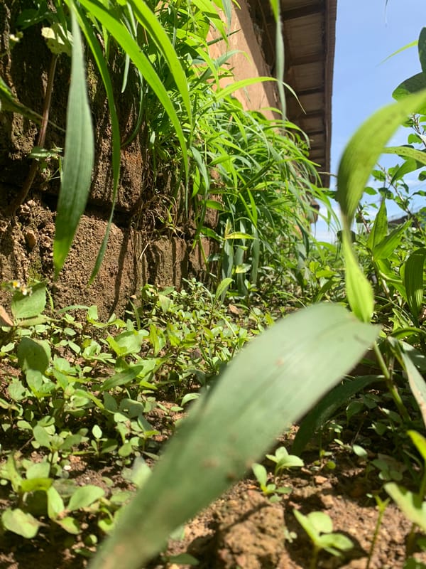 Person documents nature and debris in Nigerian village