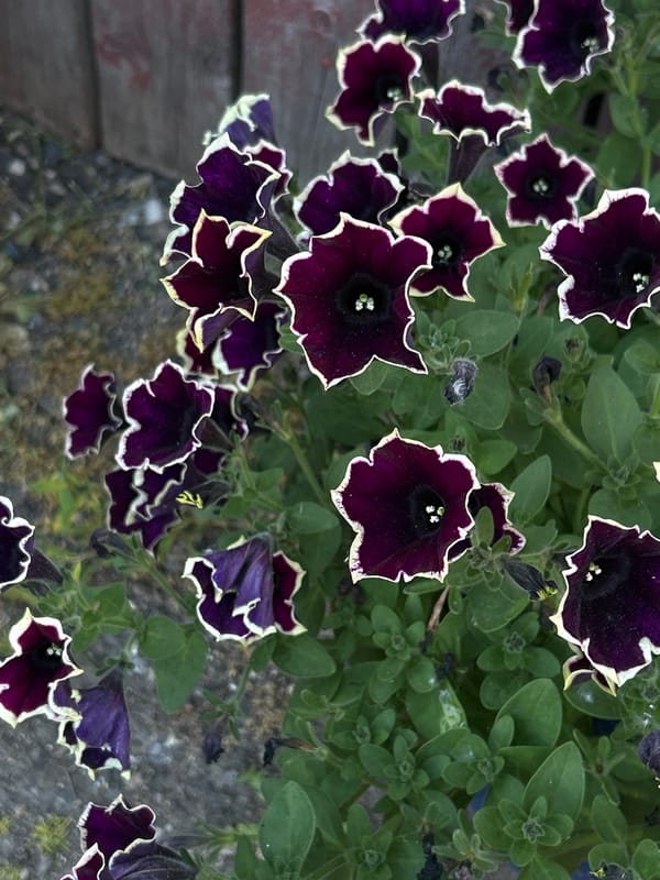 Close-up garden shots: petunias, roses, and resting rabbits