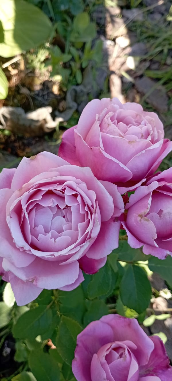 Rose garden in Radisne, with visiting bee and beetle
