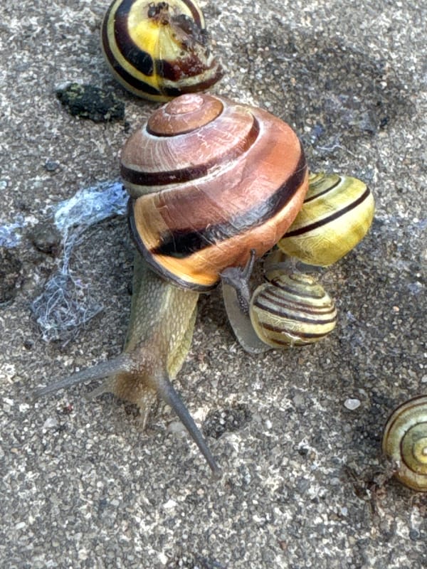 Evening scenes in Chaikovsky: snails, rubles, and sunset views