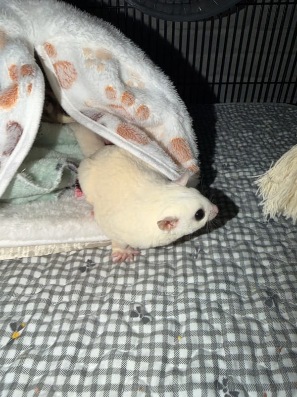 Bangkok resident documents sugar gliders, luxury items, art collection