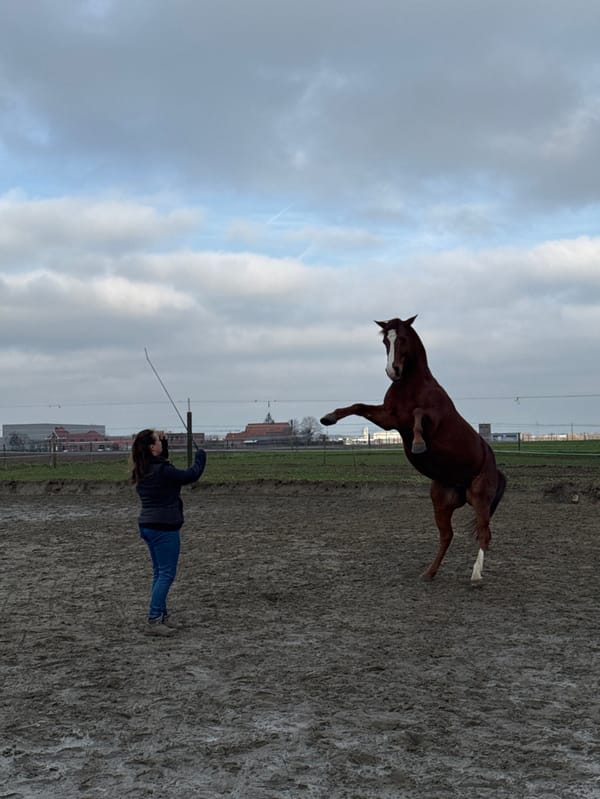 Woman trains horses at Belgian equestrian facility