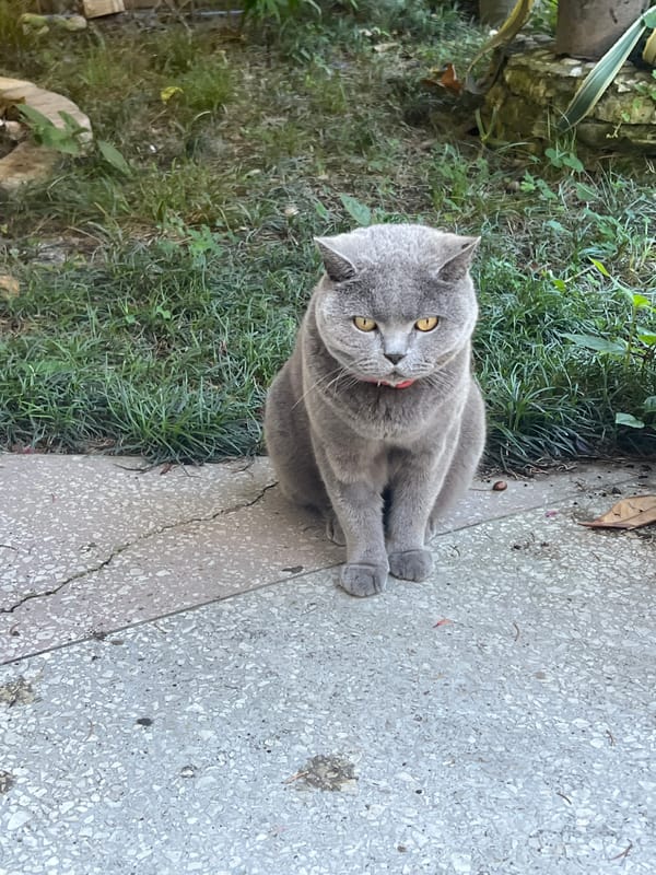 Grey cat and blooming lilies in a Sochi garden