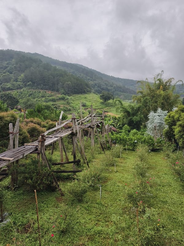 Morning documentation of Vietnamese coffee farm and rural village