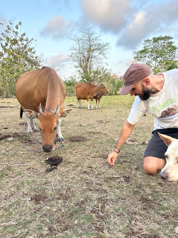 Cattle grazing on dry grassland in Kuta Selatan, Bali