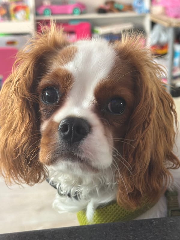 Cavalier King Charles Spaniel at home, yawning and posing