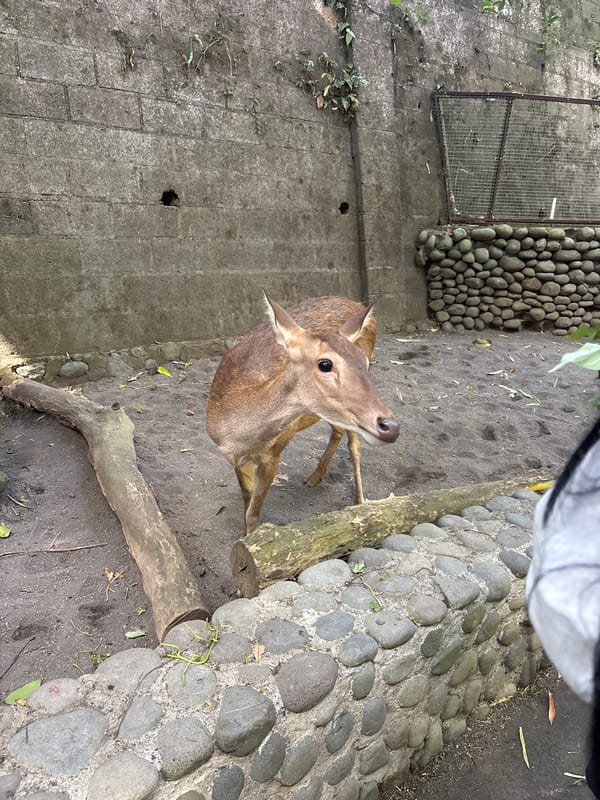 Morning at Bali Zoo: deer feeding, wallabies, and colorful parrots
