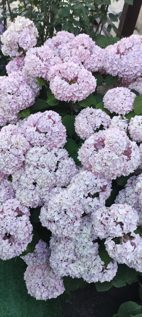 Summer flowers in full bloom in a Supsekh garden