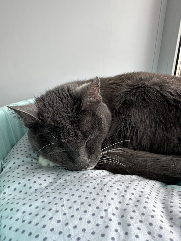 Cat sleeps on polka dot bedding in Kazakhstan