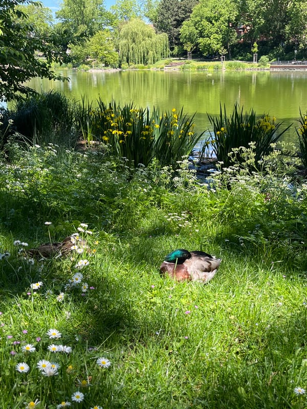 Mallard duck rests among wildflowers by Landau pond