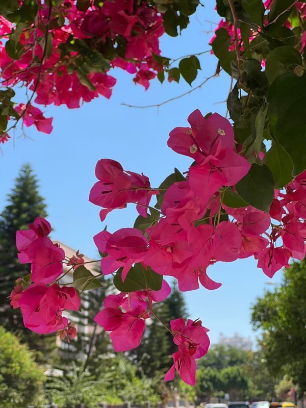 Antalya park and garden details on a June morning