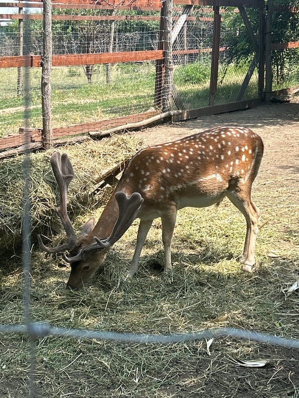 Farm animals and produce at a rural enclosure in Moldova