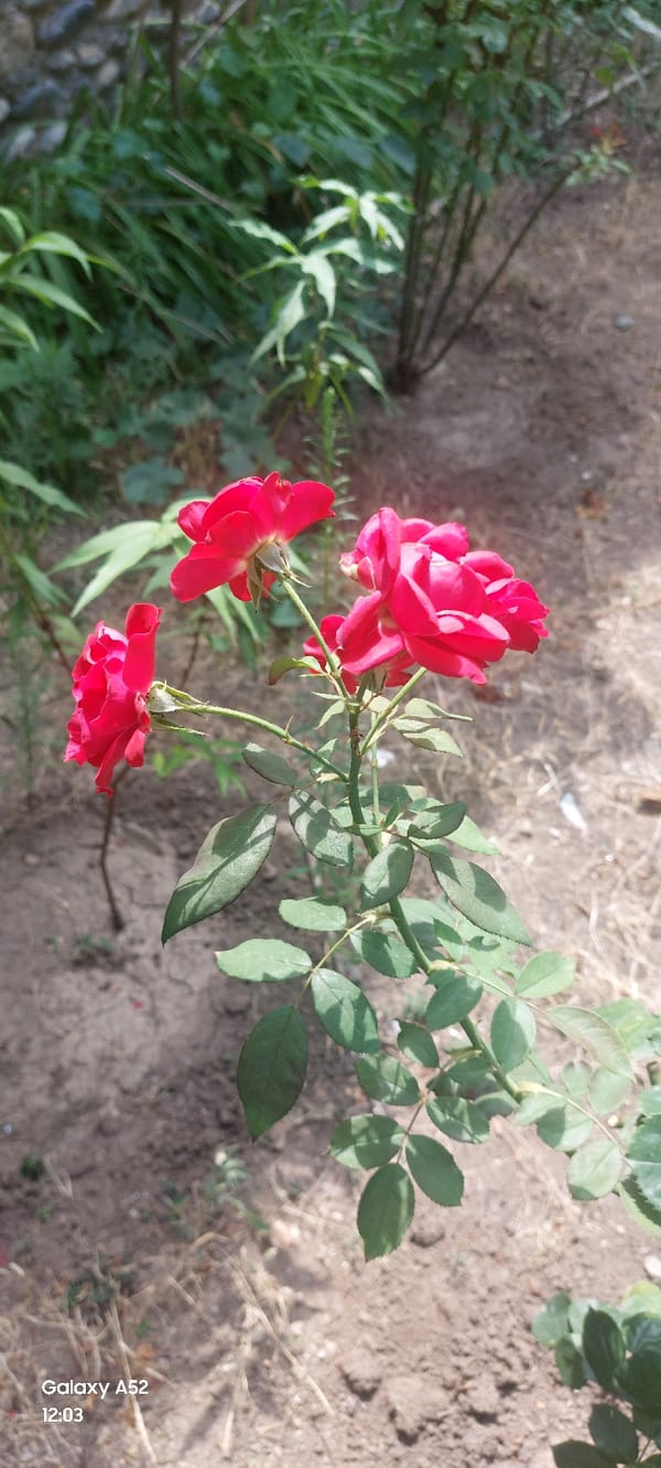 Garden blooms and fruit trees in Ganja, midsummer morning.