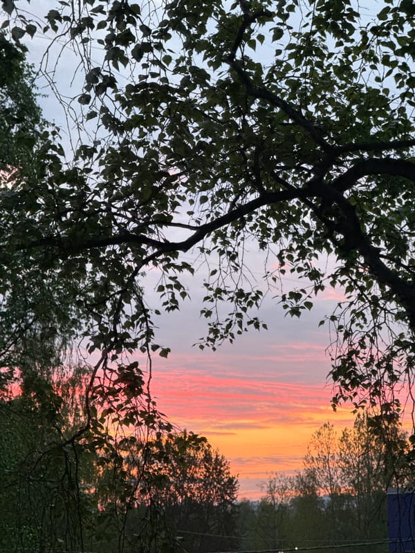 Sunset observed through trees in Saint Petersburg, Russia