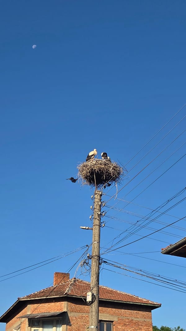 Storks nesting on a utility pole in Bania, Bulgaria