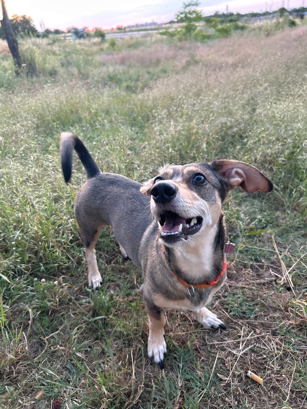 Dog at golden hour, fields, flowers, and evening light