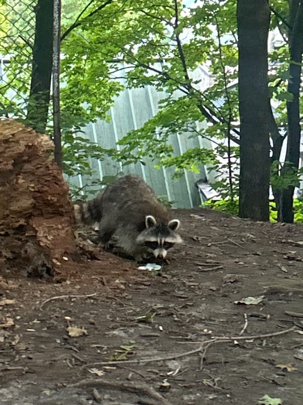 Raccoon and tree canopies in a Montreal park at night