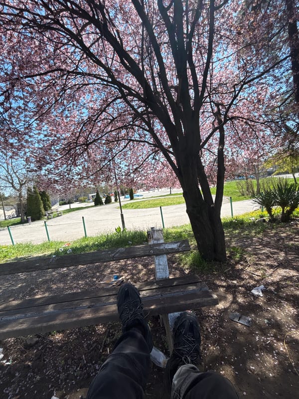 Person enjoys spring day under cherry blossoms in Shumen park