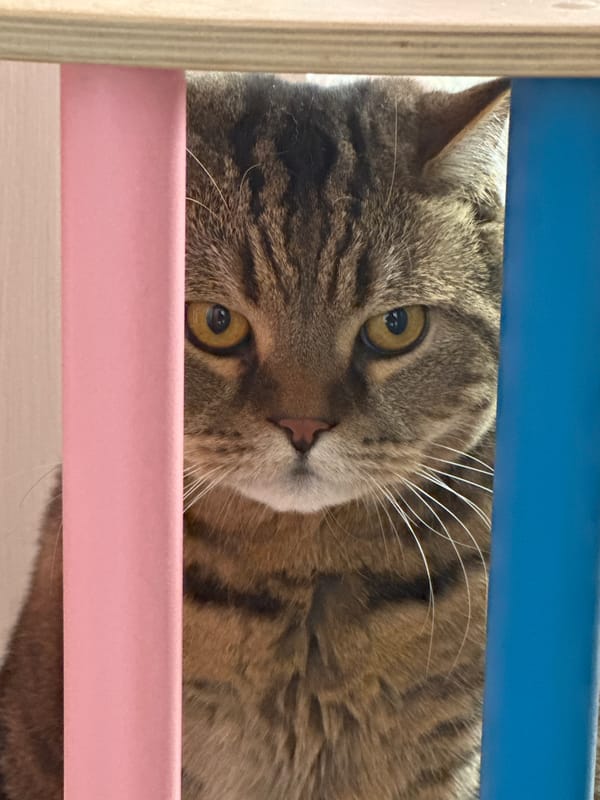 Tabby cat hangs out around a colorful Pikler triangle indoors