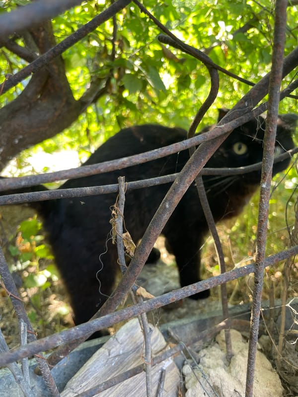 Black cat and overgrown fences in a quiet Aktau alley