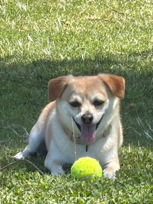 Morning water sports activity spotted off Tel Aviv coast