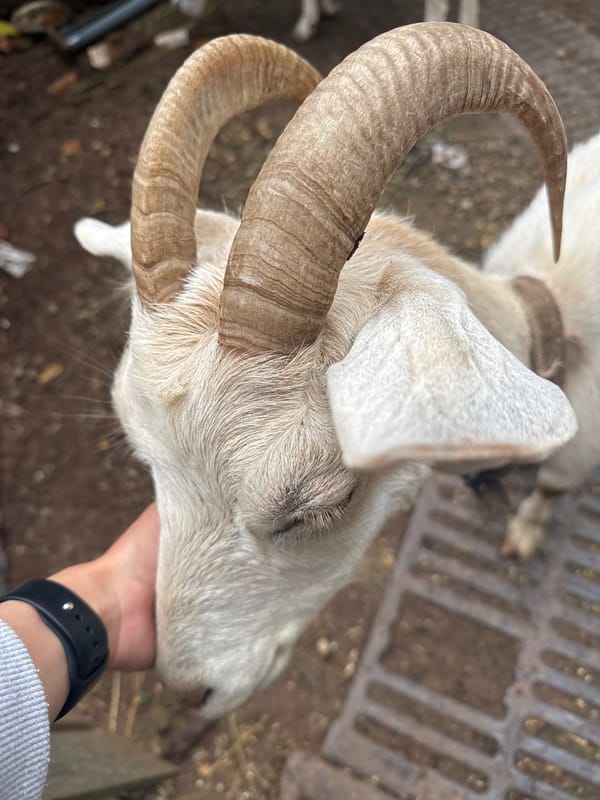 Hand petting a white horned goat in rural Russia