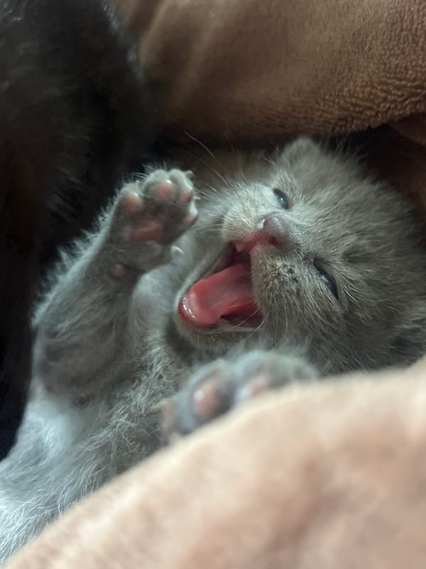 Newborn kitten and pink roses, quietly photographed indoors