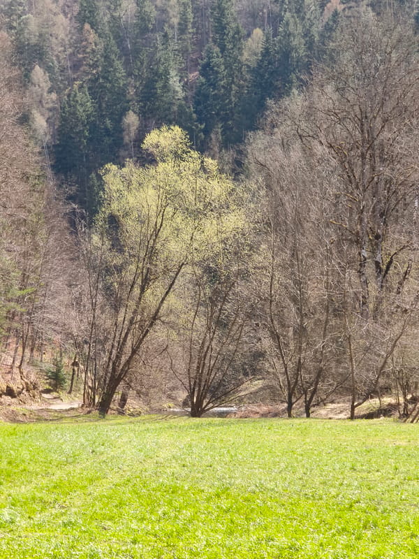 Spring wildlife and meadows observed in Austrian countryside
