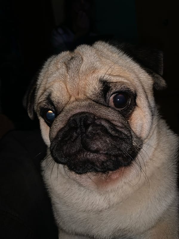 Casual home snapshots: a pug, shelves, blinds, and a table