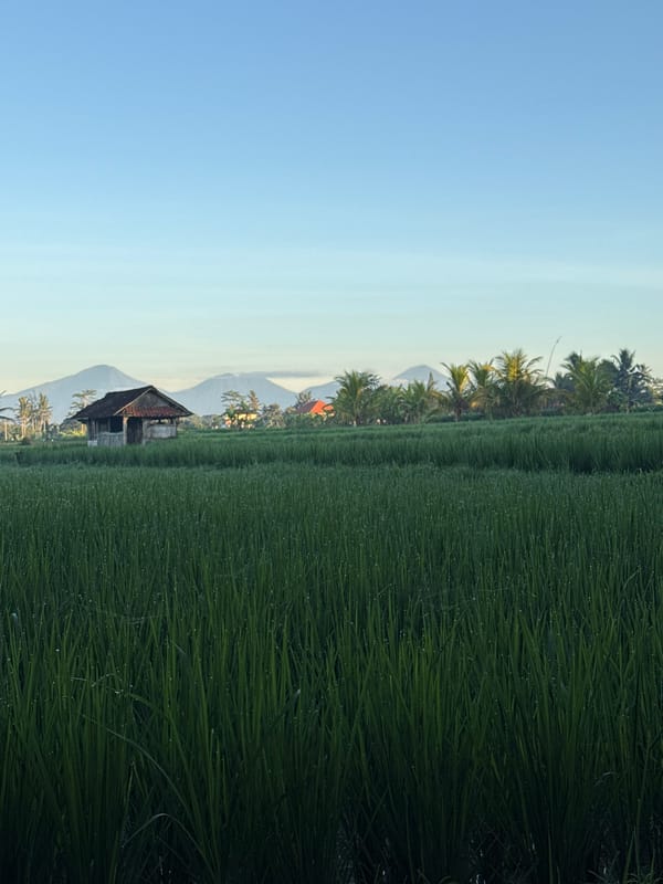Twilight rice fields documented in Pejeng Kaja, Indonesia