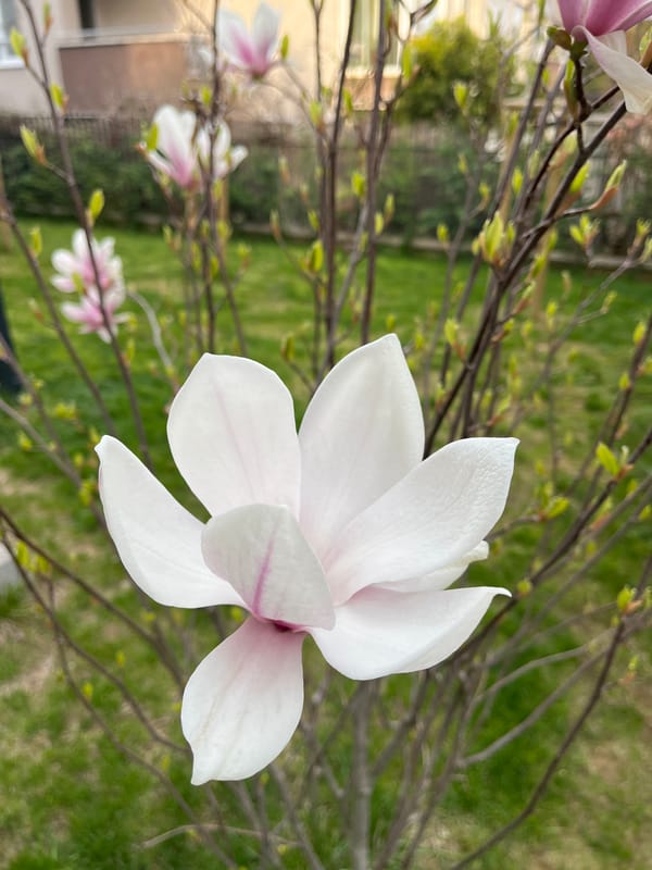 Sofia resident captures spring blooms, cloudy cityscape during afternoon walkabout